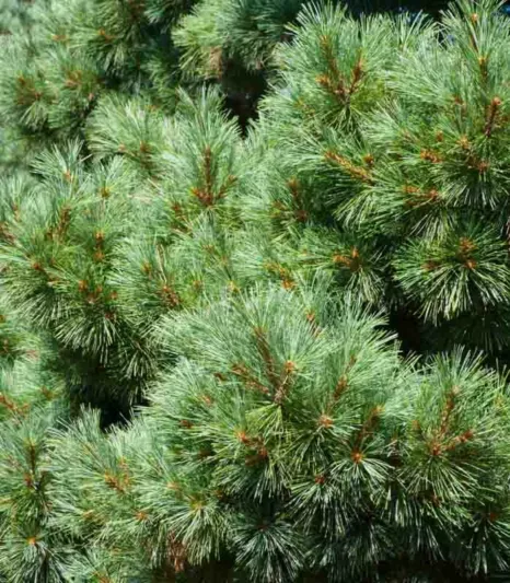Pinus strobus 'Nana', Eastern White Pine 'Nana', Weymouth Pine 'Nana', North American Pumpkin Pine 'Nana', North American White Pine 'Nana', White Pine 'Nana', Evergreen Tree, Evergreen Shrub, Conifer