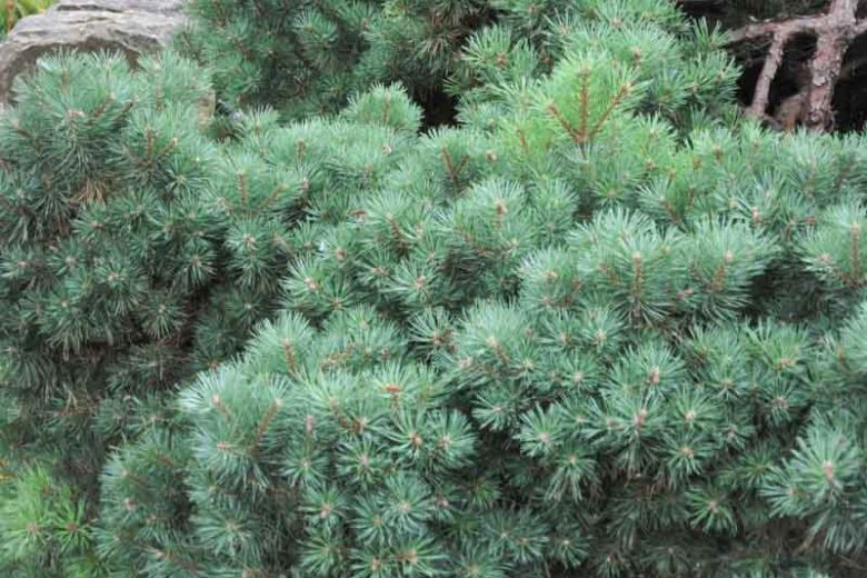Pinus sylvestris 'Beuvronensis', Scotch Pine 'Beuvronensis', Scots Pine 'Beuvronensis', Archangel Redwood 'Beuvronensis', Baltic Redwood 'Beuvronensis', Scotch Fir 'Beuvronensis', Scots Fir 'Beuvronensis', Norway Fir 'Beuvronensis', Evergreen Conifer, Evergreen Shrub, Evergreen Tree,