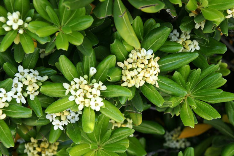 Pittosporum tobira 'Nanum' (Mock Orange)
