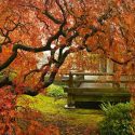Acer palmatum, Acer palmatum dissectum, Acer shirasawanum, Plant Combinations, Spring Combinations, Summer Combinations, Fall Combinations