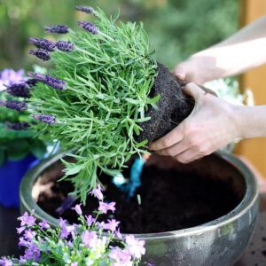 Lavender in pots, Lavender in containers, English Lavender, Spanish lavender, French Lavender, Common lavender, True Lavender, lavandula angustifolia, lavandula stoechas, How to grow lavender, How to care for lavender