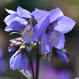 Polemonium yezoense var. hidakanum Bressingham Purple, Jacob's Ladder Bressingham Purple, Hokkaido Jacob's ladder Bressingham Purple, Polemonium 'Polbress', Blue Flowers