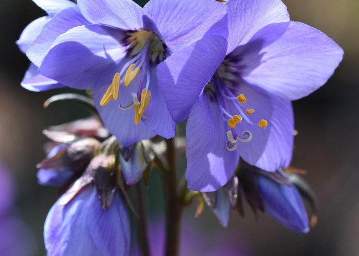 Polemonium yezoense var. hidakanum Bressingham Purple, Jacob's Ladder Bressingham Purple, Hokkaido Jacob's ladder Bressingham Purple, Polemonium 'Polbress', Blue Flowers