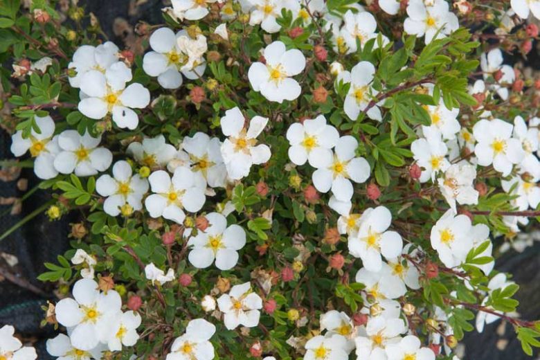 Potentilla fruticosa 'Abbotswood', Shrubby Cinquefoil 'Abbotswood', Cinquefoil 'Abbotswood', White Potentilla, White Flowers