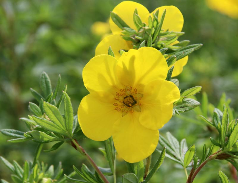 rose plant india AUSjameson Rose - English Wedding Shrub Own Root