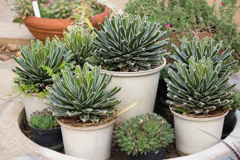 Pretty Agaves, Small Agaves, Agaves for Containers, Agaves for Pots