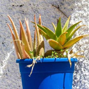 Pretty Aloes, Small Aloes, Aloes for Containers, Aloes for Pots