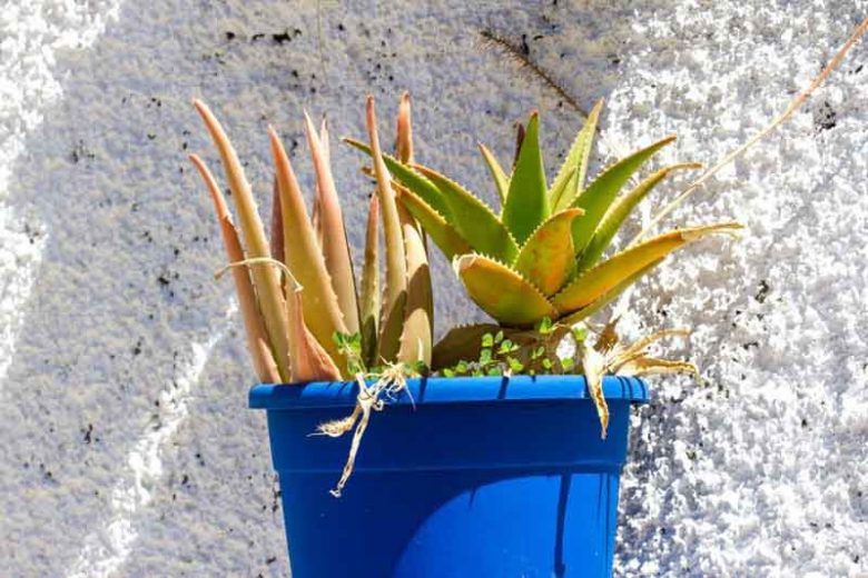 Pretty Aloes, Small Aloes, Aloes for Containers, Aloes for Pots
