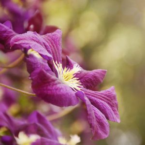 container planting, container growing, clematis for containers, large flowered clematis, early clematis, late clematis