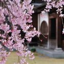 Japanese Flowering Cherries, Flowering Cherries,Japanese Flowering Cherries, Sakura, Cherry Blossom,  Higan cherry,Yoshino Cherry, Fuji cherry