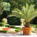 Palms for Containers, Cycads for Containers, Small Palms, Drought Tolerant Palms, Water-wise Palms, Low Water palms, Desert Palms