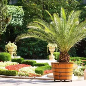 Palms for Containers, Cycads for Containers, Small Palms, Drought Tolerant Palms, Water-wise Palms, Low Water palms, Desert Palms