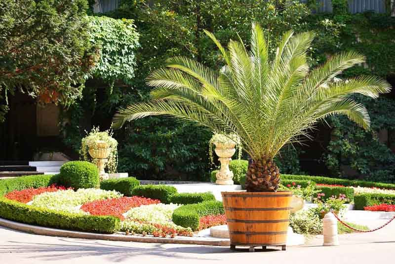 20 Wonderful Palm Trees For Your Australian Garden
