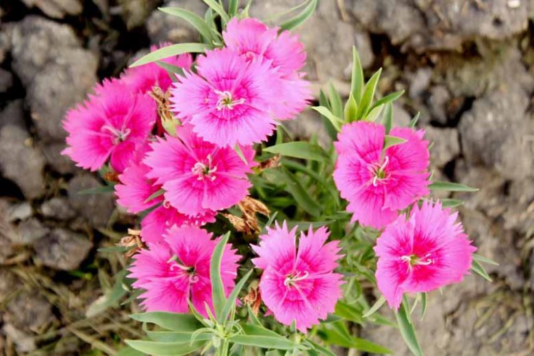 Perennial dianthus, , rock gardens, Dianthus deltoides, Dianthus gratianopolinatus, Maiden Pinks, Cheddar Pinks