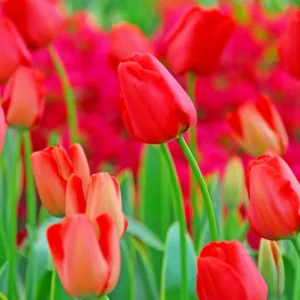 Tulips for Naturalizing, Tulips that come back, Best Tulips, Naturalizing Bulbs, perennial Bulbs, Perennial Tulips