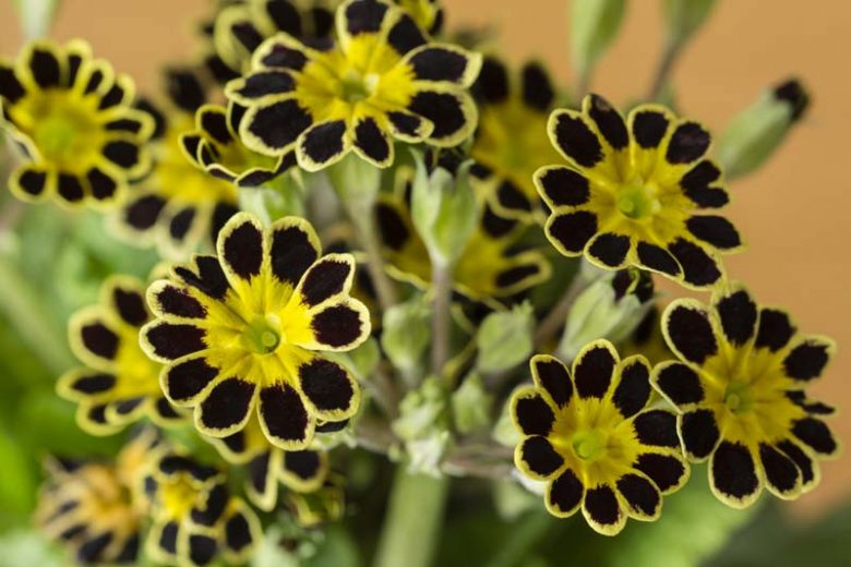 Primula Gold-Laced Group, Primrose Gold-Laced Group, Polyanthus Gold-Laced Group, Primula elatior 'Gold Lace', Primula elatior 'Victorian Gold Lace Black', Primula 'Gold Lace', Black Primrose, Shade plants, shade perennial, plants for shade, plants for wet soils, spring flowers