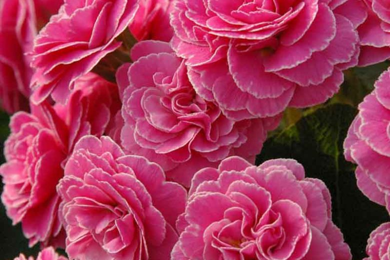 Primula Romance, Primrose 'Romance', Shade plants, shade perennial, plants for shade, plants for wet soils, spring flowers, Pink flowers, Pink Primroses, Double Primroses