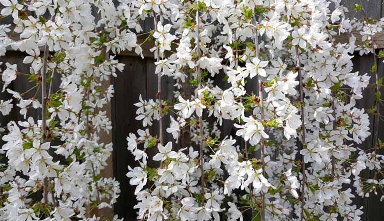Prunus Snow Fountains, Weeping Higan Cherry Snow Fountains,  Snow Fountains Cherry, Prunus 'Snofozam', Prunus 'White Fountain', White flowers, Spring Flowers