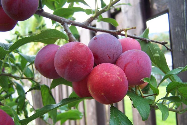 Prunus 'Toka', Toka, Plum 'Toka', Toka Plum, Flowering Tree, Fruit Tree, Bubblegum Plum