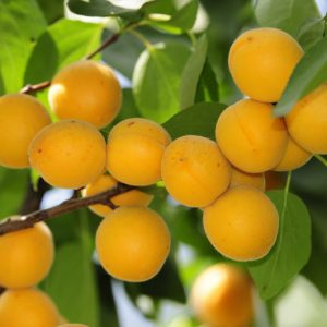 Prunus armeniaca 'Blenheim', Apricot 'Blenheim', Blenheim Apricot, Flowering Tree, Fruit Tree