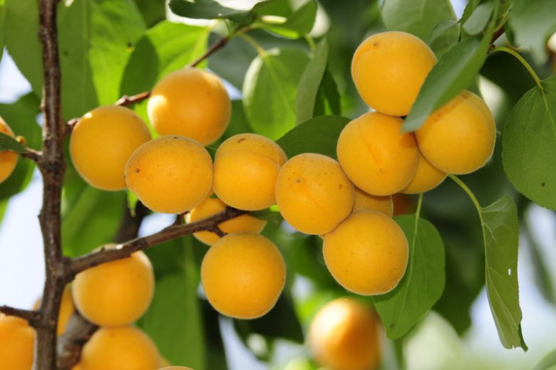 Prunus armeniaca 'Blenheim', Apricot 'Blenheim', Blenheim Apricot, Flowering Tree, Fruit Tree