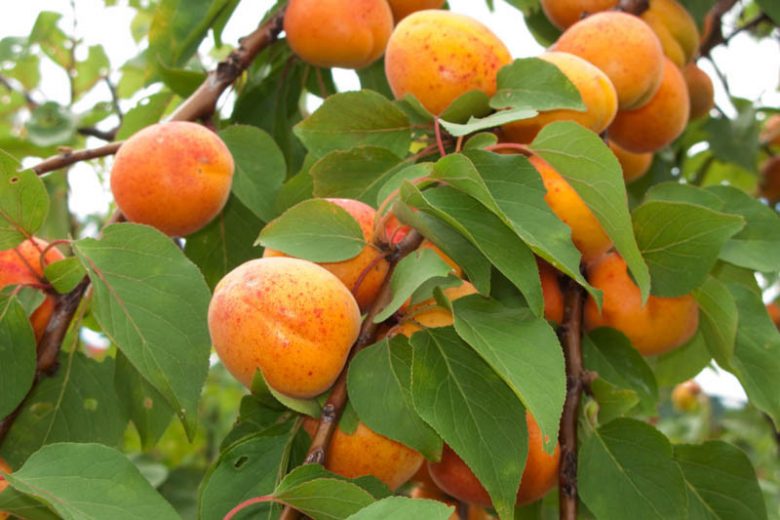 Prunus armeniaca 'Chinese', Apricot 'Chinese', Chinese Apricot, Flowering Tree, Fruit Tree