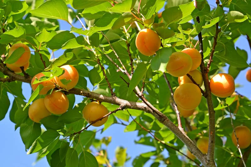 Apricots on a branch