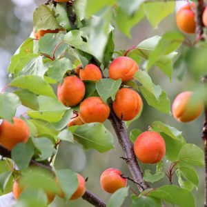 Prunus armeniaca 'Early Golden', Apricot 'Early Golden', Early Golden Apricot, Flowering Tree, Fruit Tree