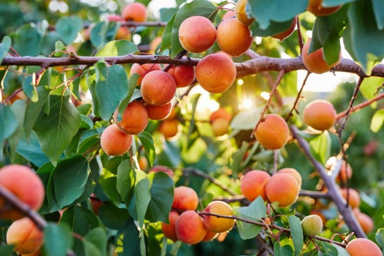 Prunus armeniaca 'Harcot', Apricot 'Harcot', Harcot Apricot, Flowering Tree, Fruit Tree