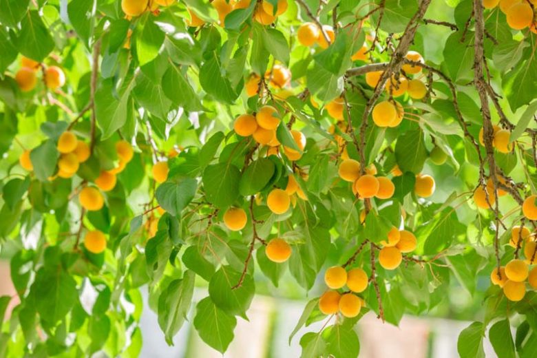 Prunus armeniaca 'Moorpark', Apricot 'Moorpark', Moorpark Apricot, Flowering Tree, Fruit Tree