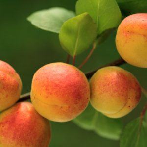 Prunus armeniaca 'Tilton', Apricot 'Tilton', Tilton Apricot, Flowering Tree, Fruit Tree