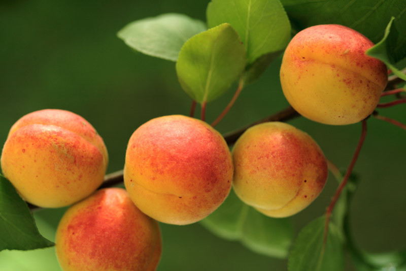 Tilton apricots on a branch, golden orange with a rosy blush