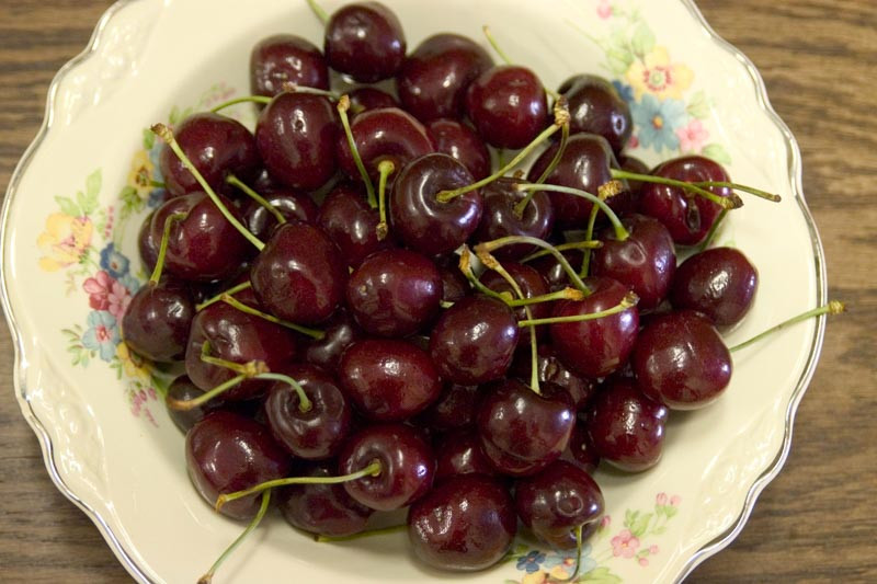 Prunus avium 'Black Tartarian', Sweet Cherry 'Black Tartarian', Black Tartarian Sweet Cherry, White flowers, Spring Flowers, Cherry tree, Cherries, Red Cherries, Fruit tree