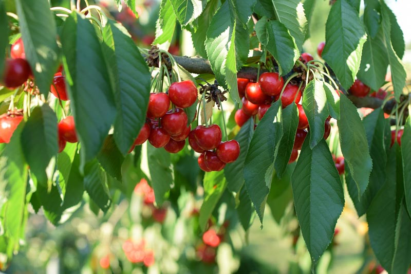 Prunus avium 'Lapins', Sweet Cherry 'Lapins', Lapins Sweet Cherry, Prunus avium 'Cherokee', Prunus avium 'STARKRIMSON SWEET', White flowers, Spring Flowers, Cherry tree, Cherries, Red Cherries, Fruit tree