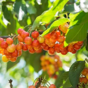 Prunus Avium Plena Wild Cherry 