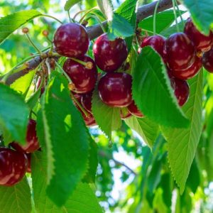 Prunus Avium Plena Wild Cherry 