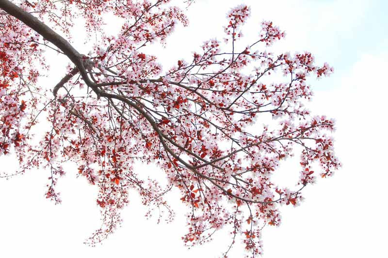 Prunus cerasifera ‘Krauter Vesuvius’ blooming with pale pink flowers and deep burgundy foliage