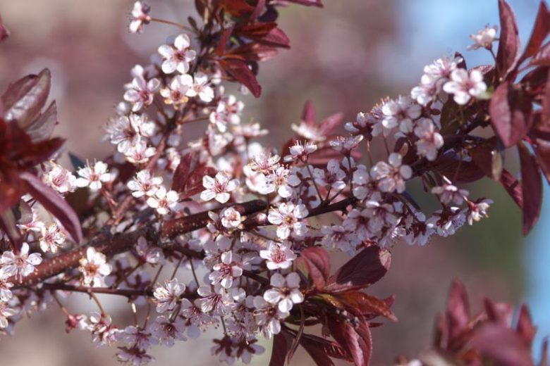 Prunus cerasifera 'Newport',Cherry Plum 'Newport', Newport Cherry Plum, Flowering Tree, Pink flowers, pink prunus