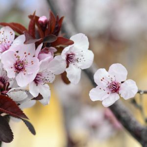 Prunus cerasifera 'Thundercloud',Cherry Plum 'Thundercloud', Thundercloud Cherry Plum, Flowering Tree, Pink flowers, pink prunus