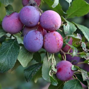 Prunus domestica 'Stanley', European Plum 'Stanley', Dwarf Plum 'Stanley', Stanley Dwarf Plum, Flowering Tree, Fruit Tree