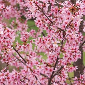 Prunus x incam 'Okame', Taiwan Cherry 'Okame', Okame Cherry, Prunus 'Okame', Flowering Tree, Pink flowers, pink prunus
