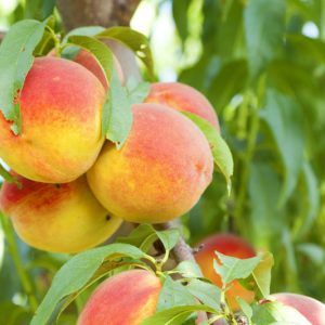 Prunus persica 'Bonanza', Peach 'Bonanza', Peach Tree, Flowering Tree, Fruit Tree