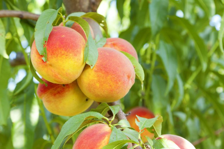 Prunus persica 'Bonanza', Peach 'Bonanza', Peach Tree, Flowering Tree, Fruit Tree