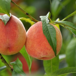 Prunus persica 'Contender', Peach 'Contender', Peach Tree, Flowering Tree, Fruit Tree