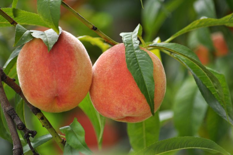 Prunus persica 'Contender', Peach 'Contender', Peach Tree, Flowering Tree, Fruit Tree