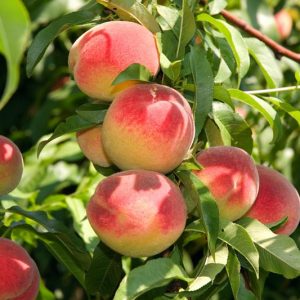 Prunus persica 'Elberta', Peach 'Elberta', Peach Tree, Flowering Tree, Fruit Tree