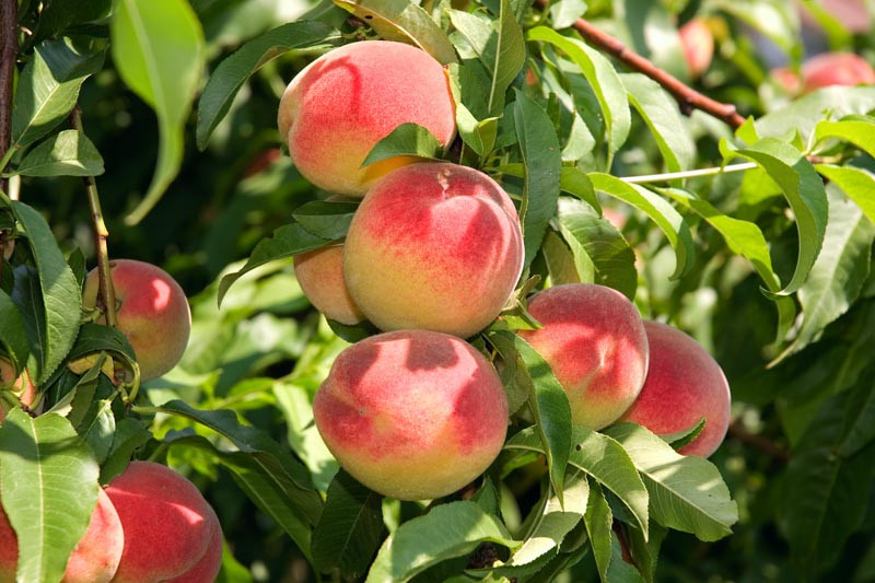 Prunus persica 'Elberta', Peach 'Elberta', Peach Tree, Flowering Tree, Fruit Tree