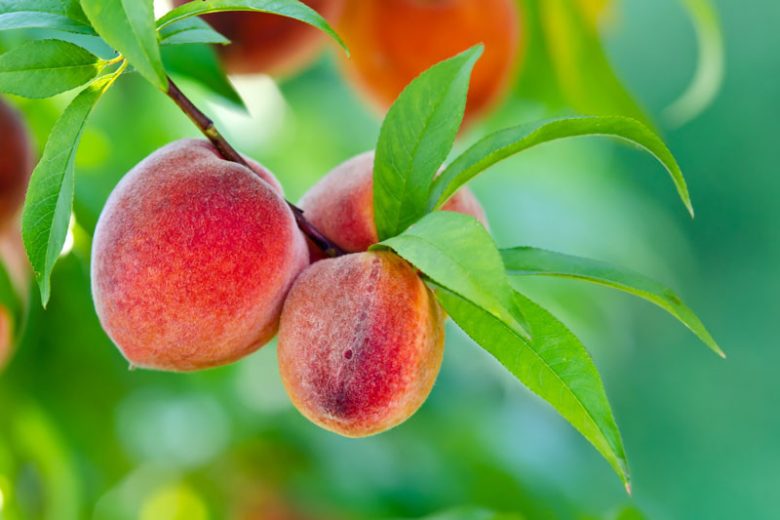 Prunus persica 'Golden Jubilee', Peach 'Golden Jubilee', Peach Tree, Flowering Tree, Fruit Tree