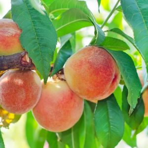 Prunus persica 'Hale Haven', Peach 'Hale Haven', Peach Tree, Flowering Tree, Fruit Tree