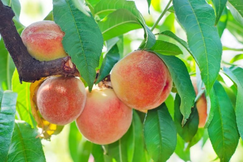 Prunus persica 'Hale Haven', Peach 'Hale Haven', Peach Tree, Flowering Tree, Fruit Tree